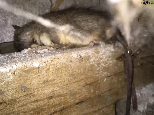 Dead Rat Removal Browns Plains